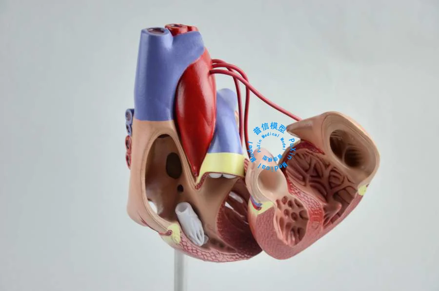 Бесплатная доставка и модель обхода сердца человека коронарная сердечно