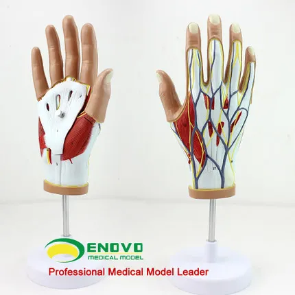 Модель человеческого мышечного нерва сосудов|human hand muscles|human nervemuscle human |