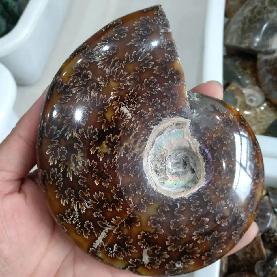 

600g Whole natural ammonite fossil conch crystal specimen healing