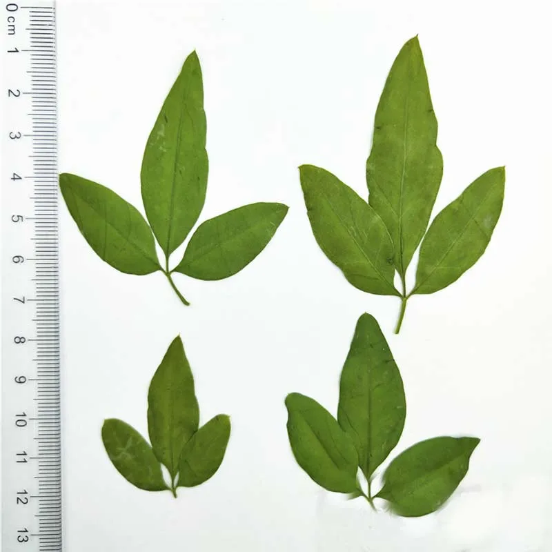Последние Jasminum вечные сушеные цветы дисплей для украшения сада 100 шт бесплатная