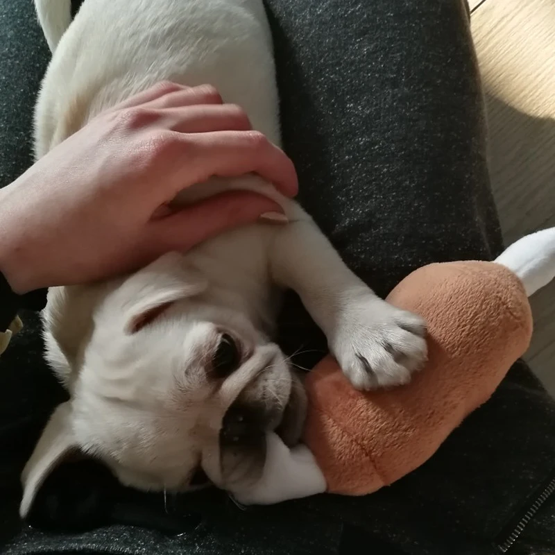 1 шт. игрушки для собак щенков пищалка пищащий плюшевый звук курица барабанный