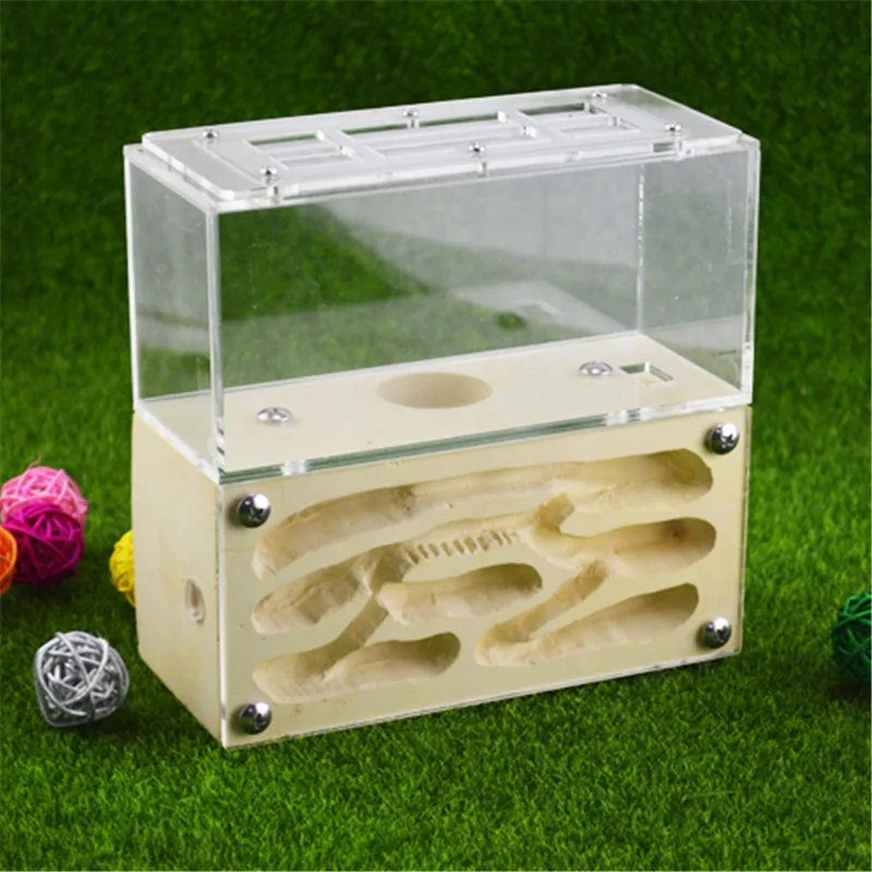 Formicarium разработан с муравьями в виду этого прочного гипса и акрилового гнезда