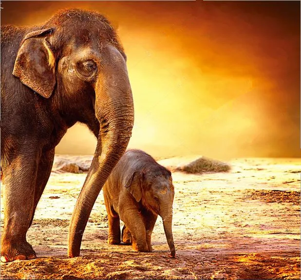 Custom mother elephant and baby under sunset wallpaper papel de parede hotel living room sofa TV wall bedroom mural 3d | Обустройство