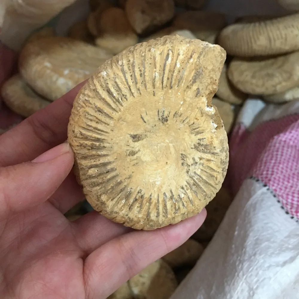

1pcs Natural conch specimens