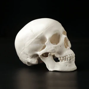 Анатомическая анатомическая голова человека, скелет черепа, обучающая модель, съемная школьная образовательная голова человека, череп, модель 19x15x21cm