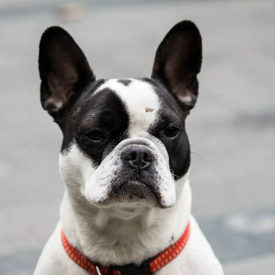 Милое ожерелье Бостонский терьер собака животное подвеска Позолоченная