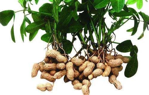 

Pure Natural 100g Plant Peanut / Groundnut/Peanut Powder Meal Powder Face Film Materials