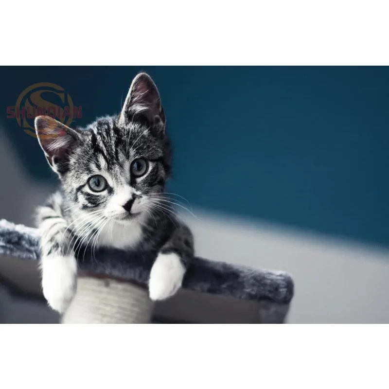 Новый милый атласный постер с изображением кошки и животных на заказ тканевый