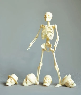 Модель скелета корпуса 20 см массовая упаковка бесплатная доставка | Канцтовары