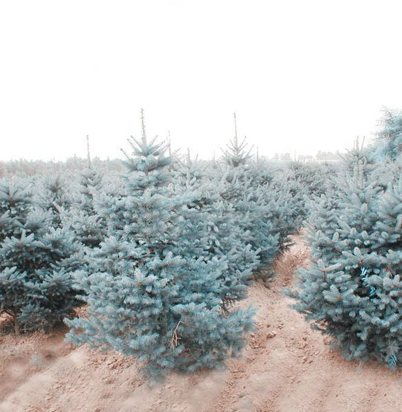 100 шт. в упаковке Голубая ель Picea горшечная Рождественская елка бонсай Сосновая