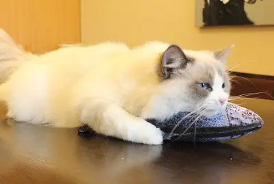 6 стилей новая мода съемный котенок домашней собаки кошка мята игра рыба плюшевые