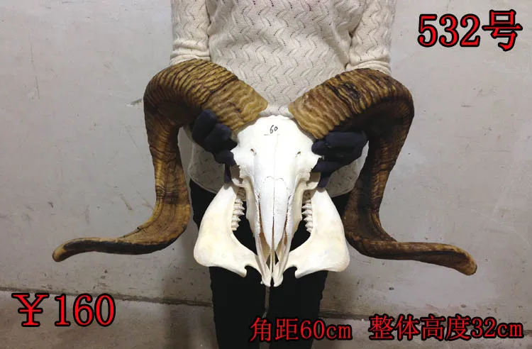 head Arts Crafts Direct manufacturers really Tibetan sheep skull skull crafts decorations of Tibet yak sheep sheep cow