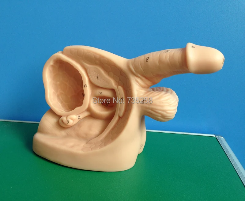 Advanced Male Internal & External Genital Organs,Senior Male External Genitalia Anatomical Model