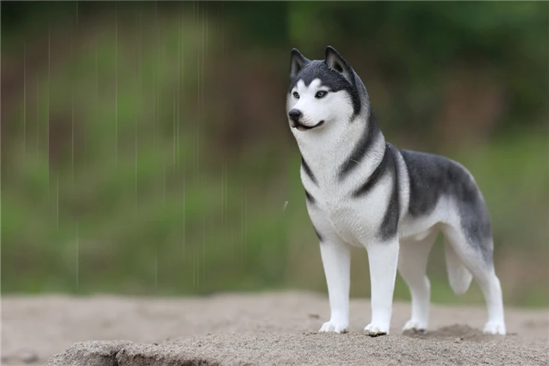Модель Mnotht 1/6, модель Siberian Husky, игрушки для моделирования, модель собаки для 12 дюймов, фигурка, игрушка l30, коллекция, хобби, PRE-SALE