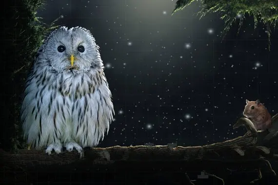 

Owl night sky tree backdrops High quality Computer print children kids backgrounds