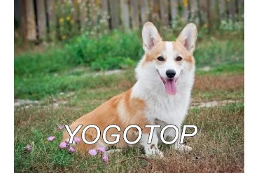 Белый YOGOTOP 5D Diy Алмазная вышивка крестиком Пемброк вельш корги собака полная мозаичная картина полная Алмазная вышивка QA284 - Цвет: Белый