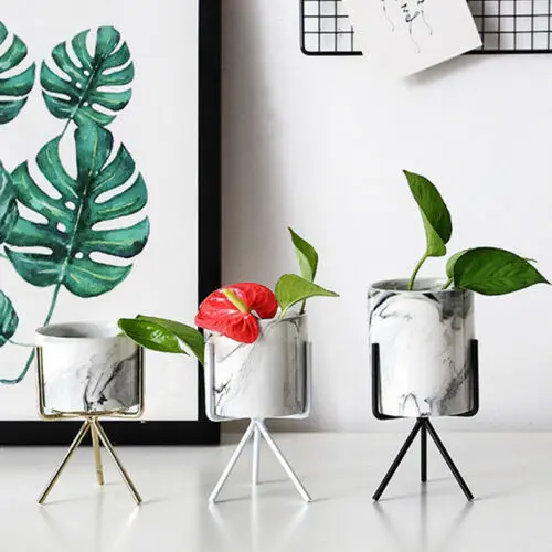 3 цвета растения Зеленый Кактус суккуленты растение цветочный горшок