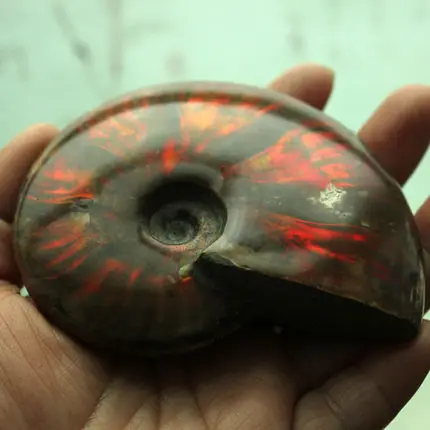 

color FOSSILIZED SNAIL AMMONITE MINERAL FROM MOROCCO . MULTI-COLOR FIRE