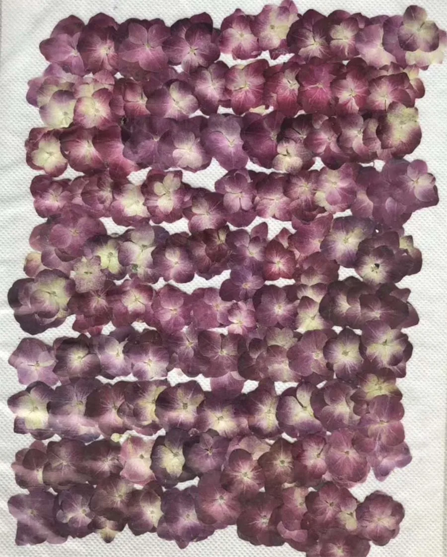 120 шт прессованный высушенный винный красный гортензия макрофилла Цветочные