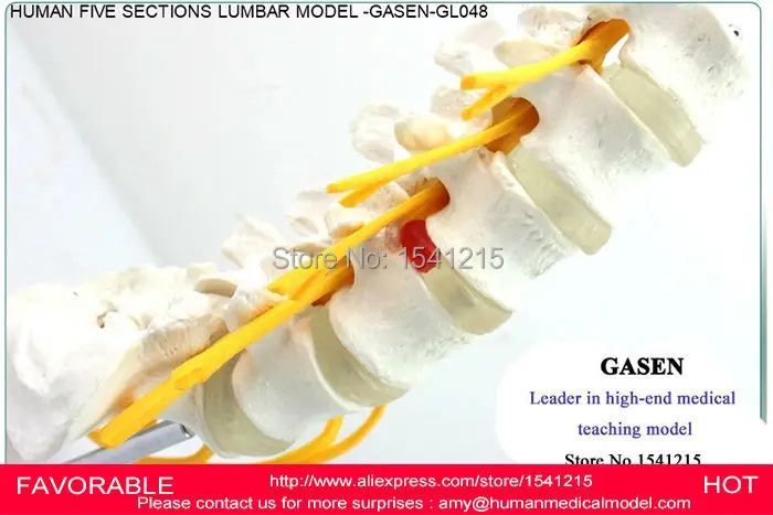 Модель скелета поясничного отдела позвоночника коцикс нейронного модель GASEN-GL048 |