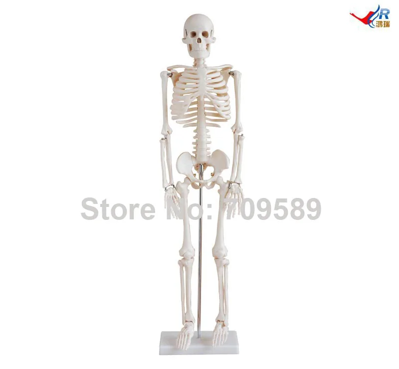 Скелет 85 см|skeleton| |