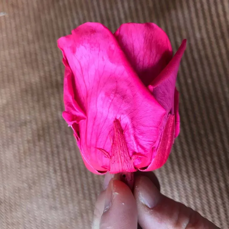5 см природа свежий консервированный Роза голова в Fuschia Красавица и Чудовище