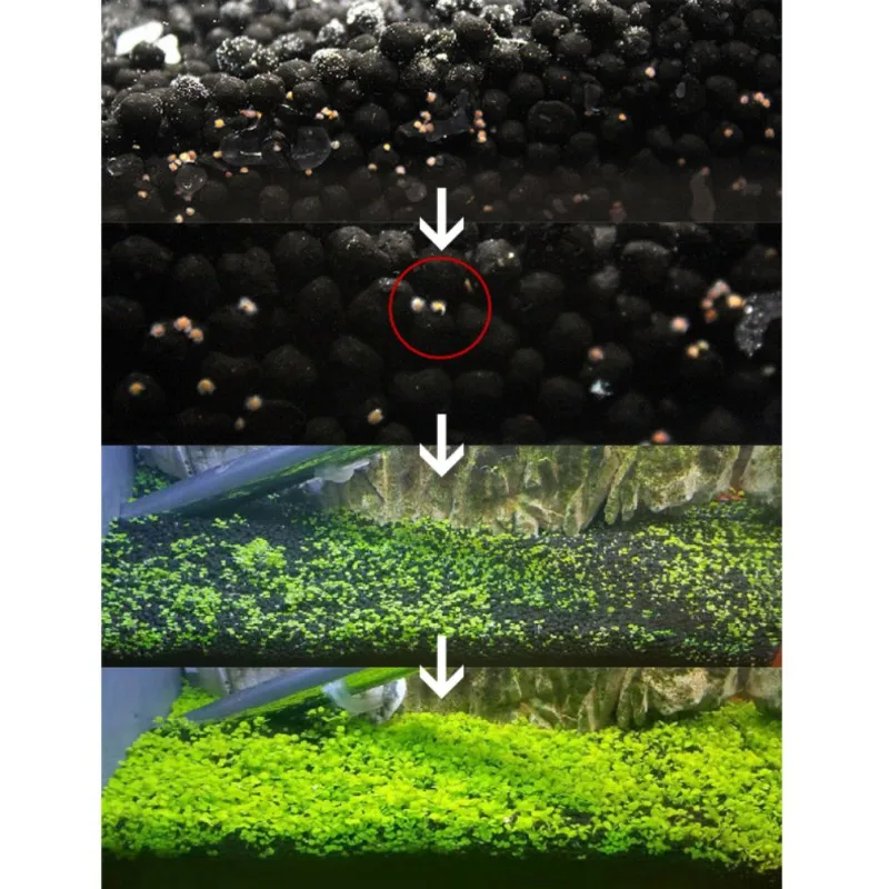 Аквариумные Glossostigma Hemianthus Callitrichoides семена травы живой тихий фильтр-водопад для аквариума украшение ландшафта орнамент