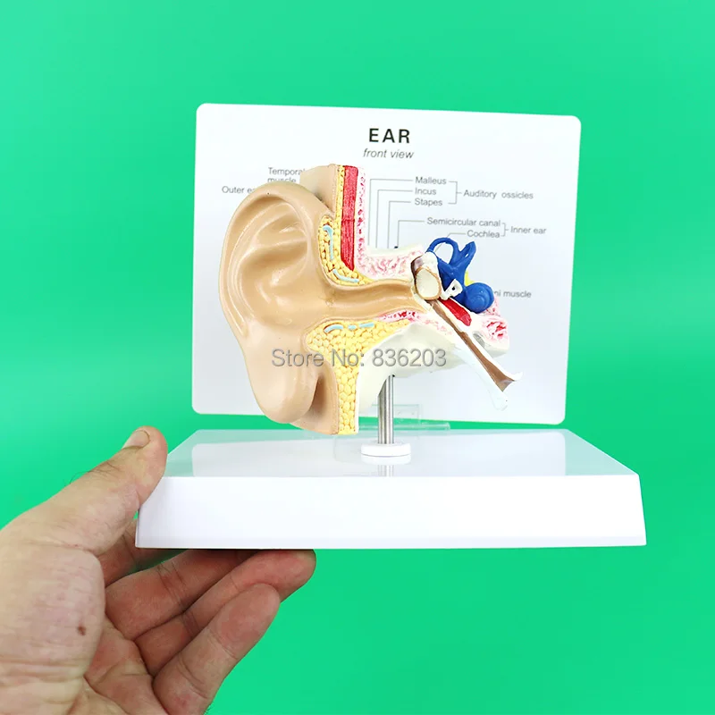 Модель человеческого уха в натуральном размере анатомический Скелет мозг Череп