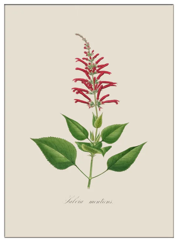 Тропические листья растений Холст Искусство Печать HD печать плакат современный