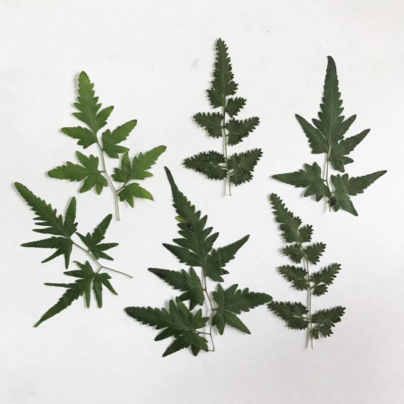 

Lygodii Leaf DIY Small Dried Pressed Flower Bouquet For Press Flower Painting DIY Bookmark free shipment 120Pcs