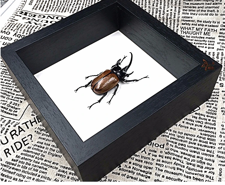 Образцы насекомых Eupatorus gracilicornis с рамой образовательное оборудование пятирогий жук