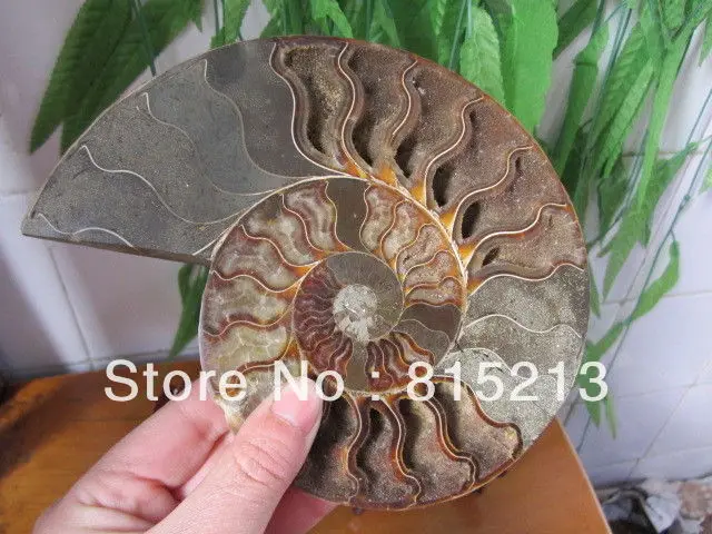 00661 HUGE Madagascar Pretty Pair Slices Polished Split Ammonite Fossil | Дом и сад