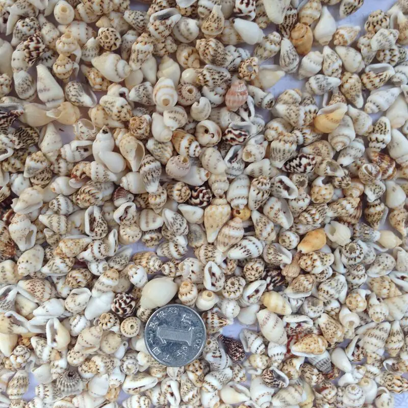 250 шт./лот натуральная мини Морская раковина маленькая морская для украшения дома