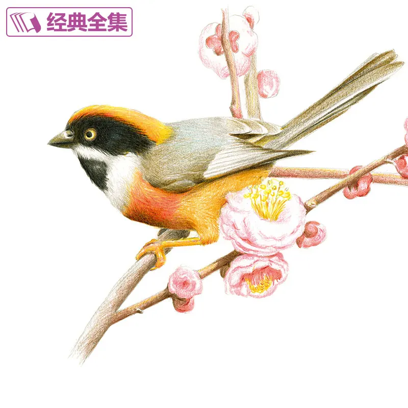 Newest Chinese pencil flower bird drawing book 21 kinds of Flower Painting watercolor color pencil textbook Tutorial art book chinese watercolor drawing book painting winter flower and leaves 448 page