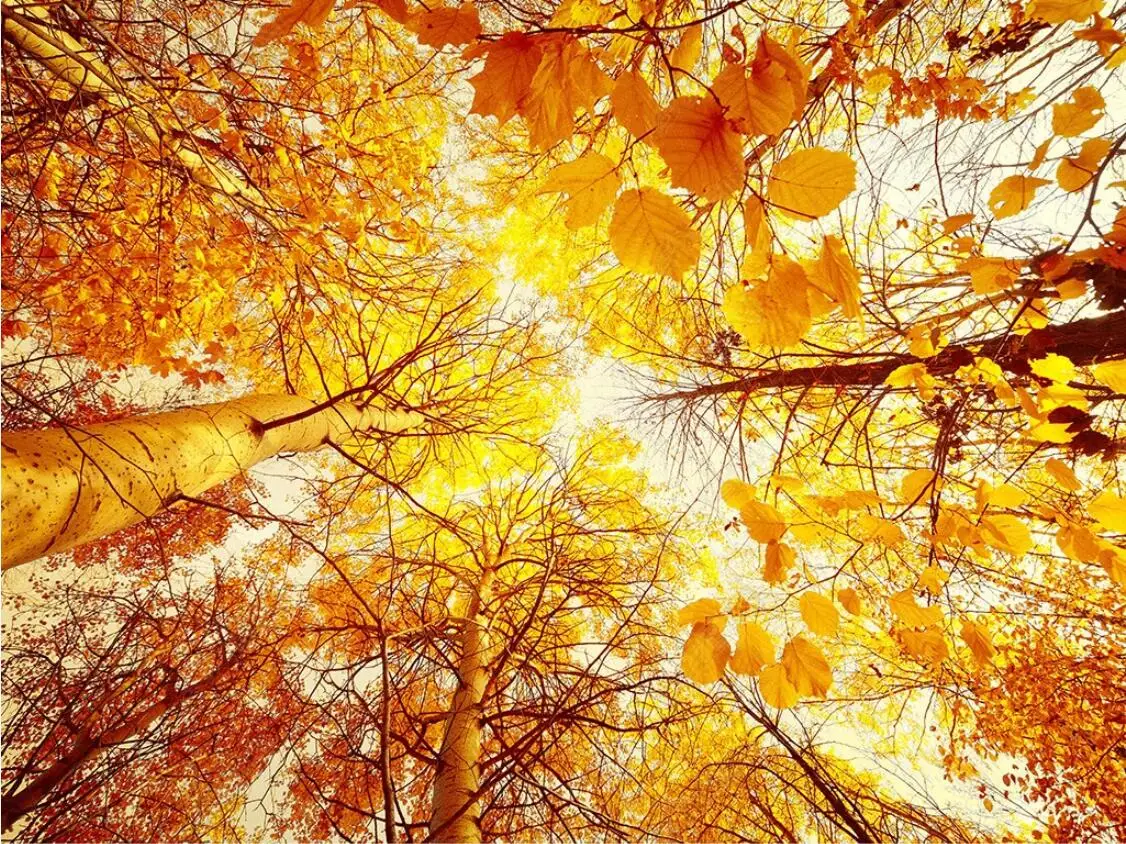 Nordic Gold Birch Forest Wallpaper Leaves Wall Mural 3D Printed Photo Paper Ceiling Murals Decor Landscape Contact | Обустройство