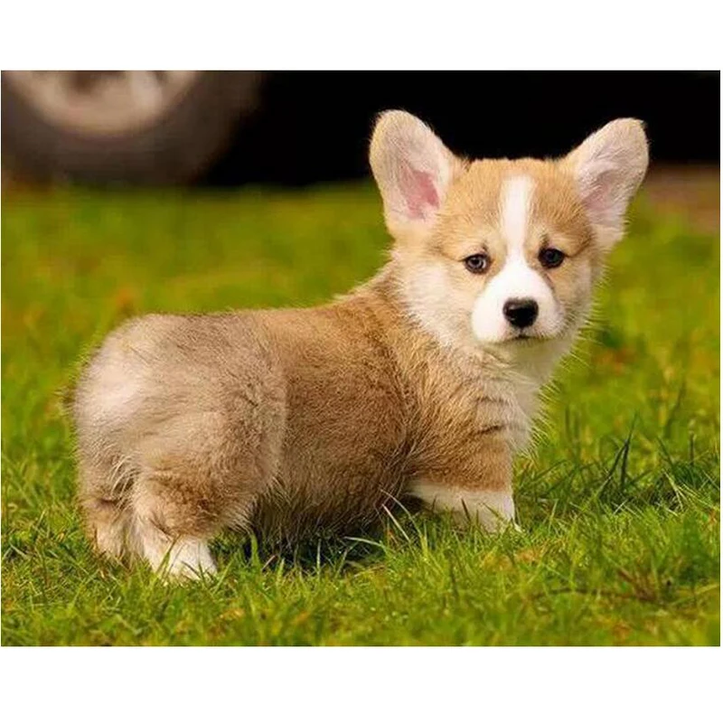 Cardinal 5d diy алмазная живопись полная квадратная Алмазная вышивка вельш корги