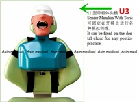 high quality senior manikins model with torso it can be fixed on the dental chair for any position practice