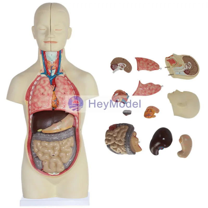 

HeyModel 50 см Φ 12 штук