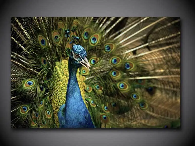 Высококачественная 1 панель бесплатная доставка принт павлина Картина на холсте