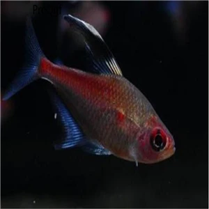 Набор 50 шт - Цвет: Hyphessobrycon eryth