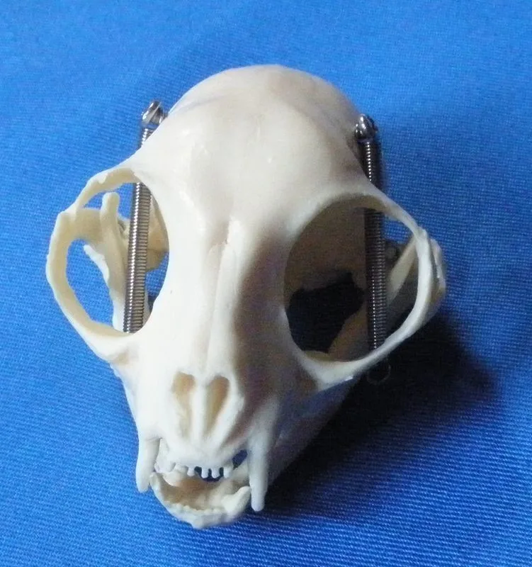 

Cat skull skeleton model animal skulls skeleton model veterinary teaching model free shipping