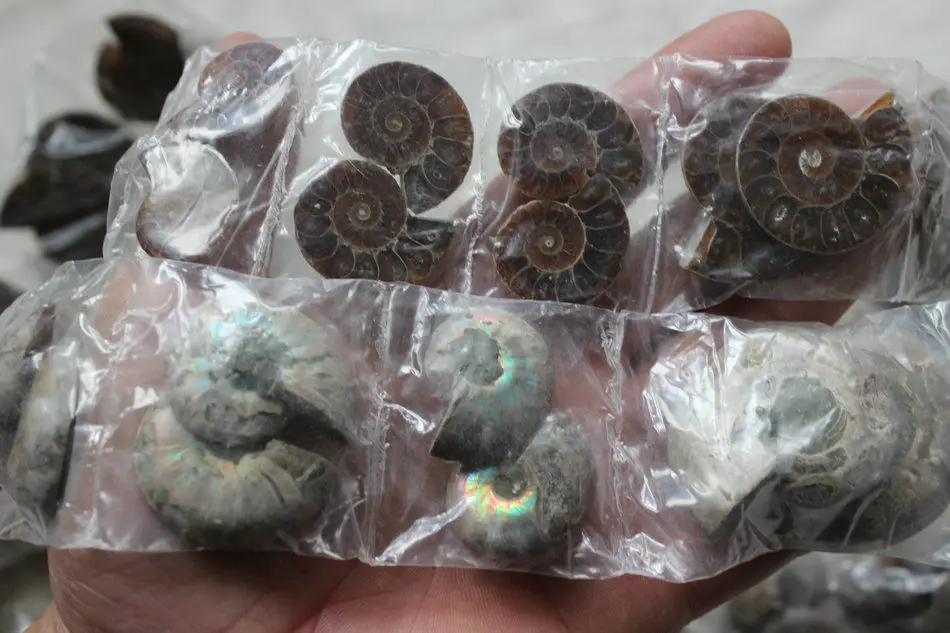 10 Pieces Small Natural Rainbow Split Ammonite Fossil Cut in Half Madagascar healing. Paired Free Shipping | Дом и сад