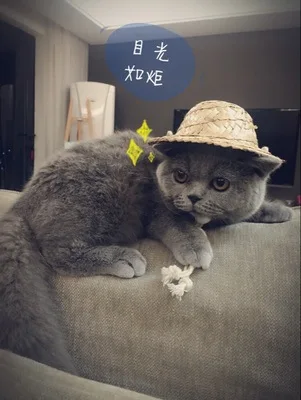 Соломенная шляпа ручной работы для домашних животных товары собак кошек щенков