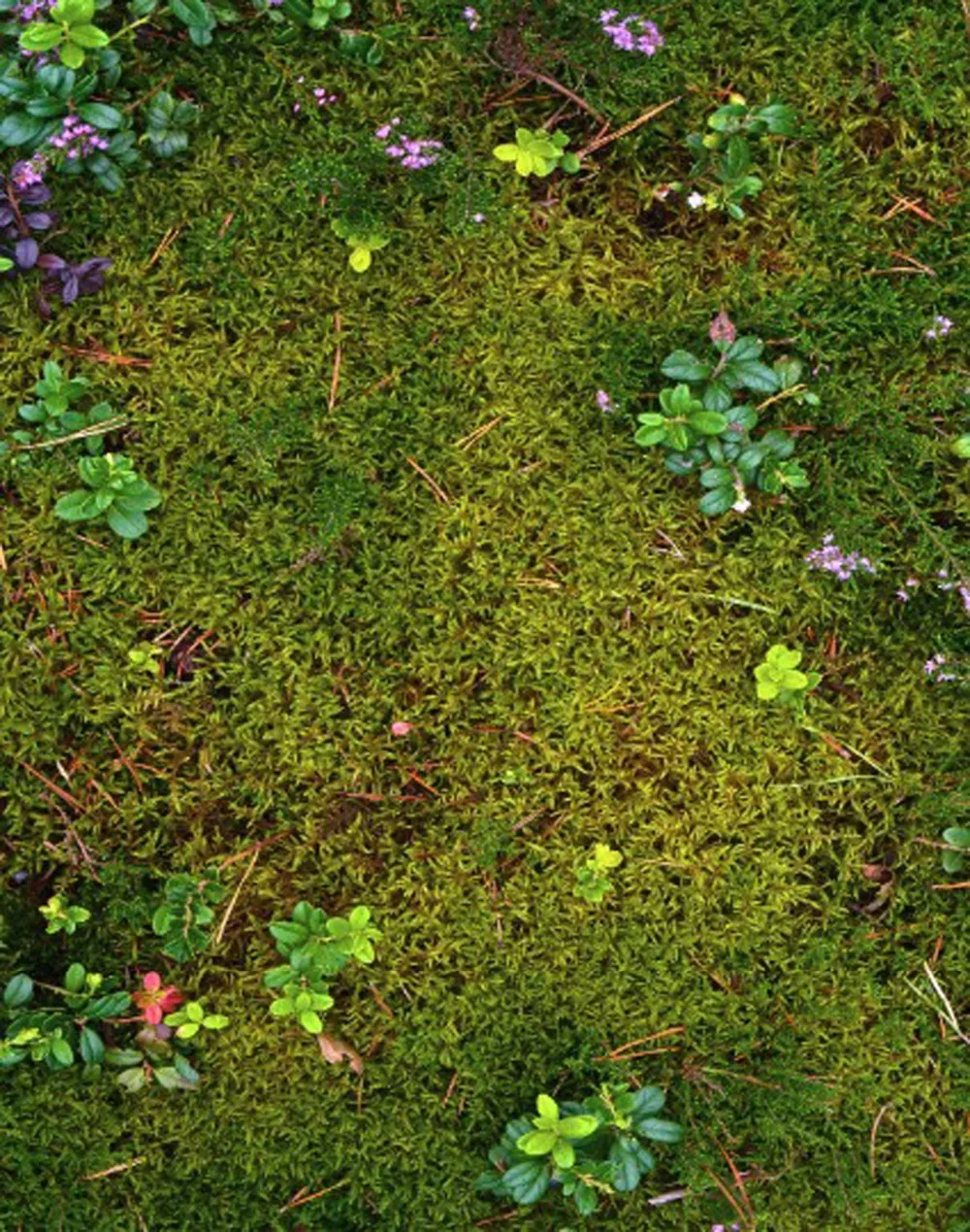 Украшение для дома оконные шторы луговые гостиной зеленые спальни Затемненные 3D