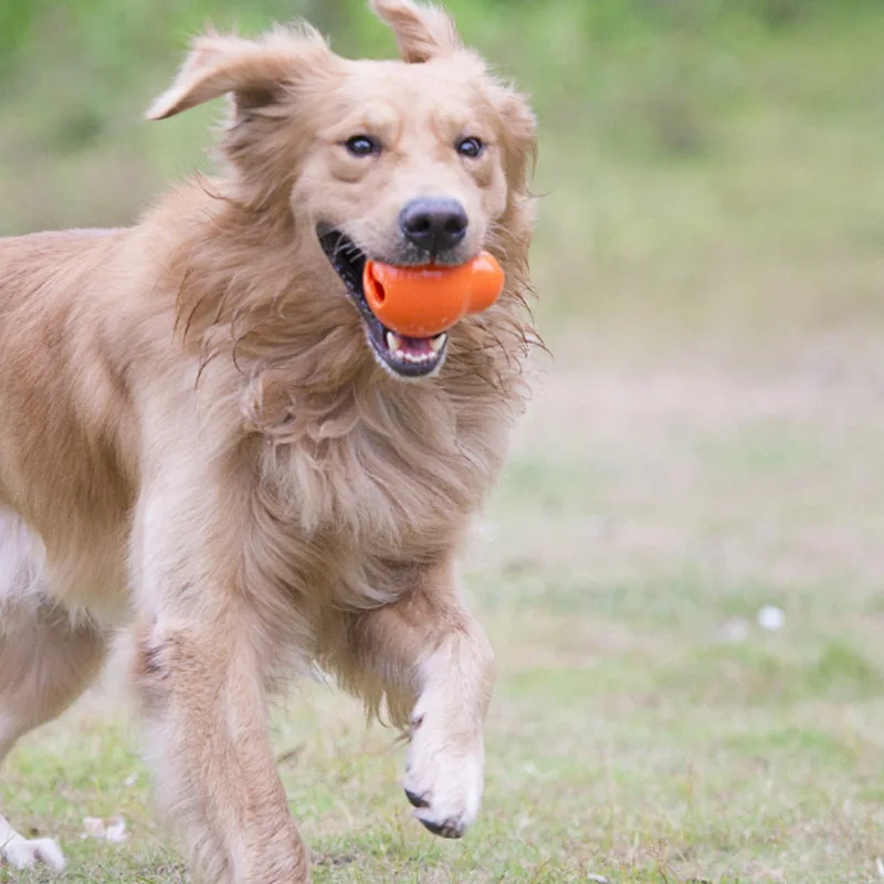Экономичный дозатор еды для домашних животных 1 шт.|Игрушки собак| |