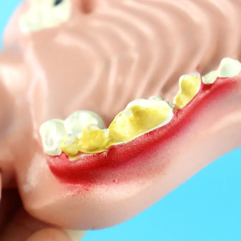 Собаки зубы стоматологические патологические модели Canine Oral модель Анатомия животных демонстрационная модель для обучения модель