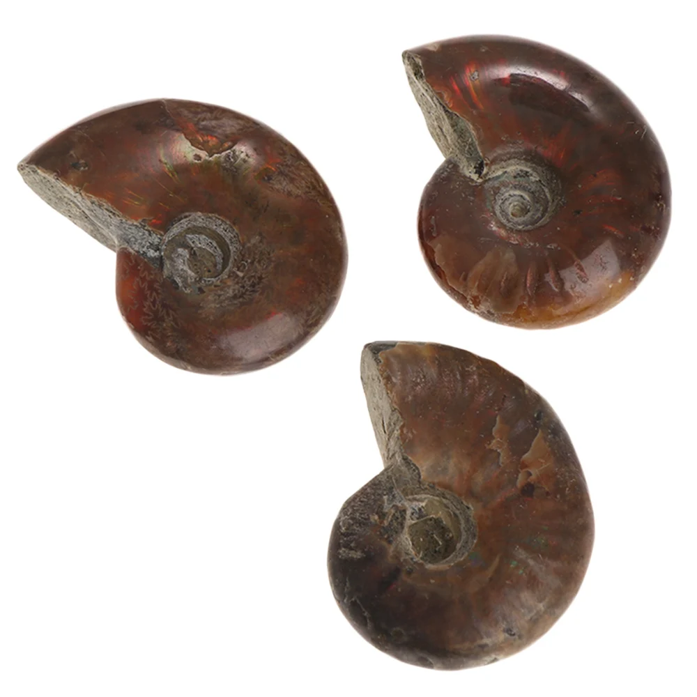 Натуральный Радужный аммонитовый аммолитный амолит 1 шт. 25 30 мм экземпляр