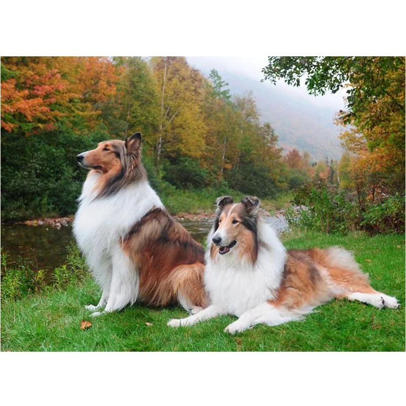 5D DIY Diamond Painting&quotSheepdog sheltie&quotFull square diamond Embroidery pet dog 3d picture Mosaic rhinestones home Decor C569 | Дом и