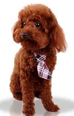 100 шт./лот большая продажа с фабрики собачьи Галстуки для домашних животных