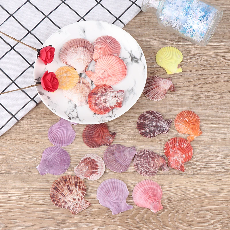 20 шт. декоративные ракушки ракушки|Ракушки и морские звезды| |